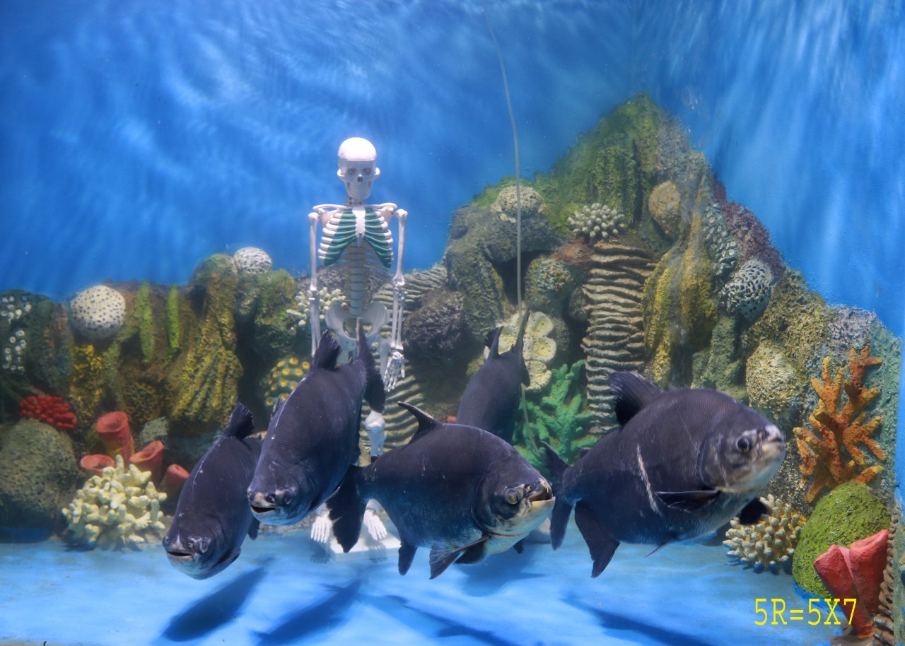 Piranha Gallery