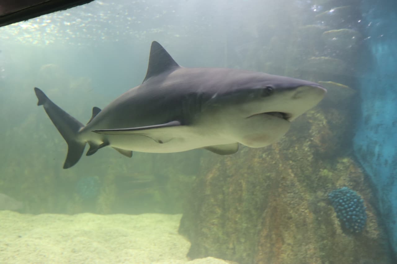 Shark Zone
